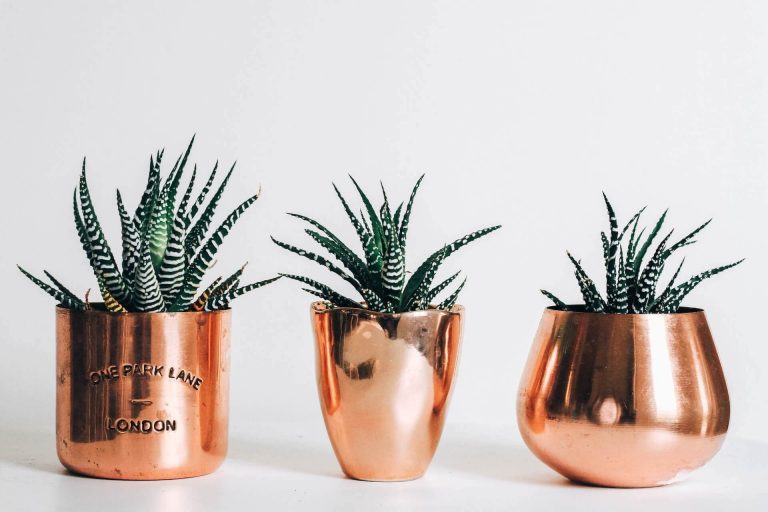 Selling Plants On Etsy in 2024 (6 Simple Steps!)