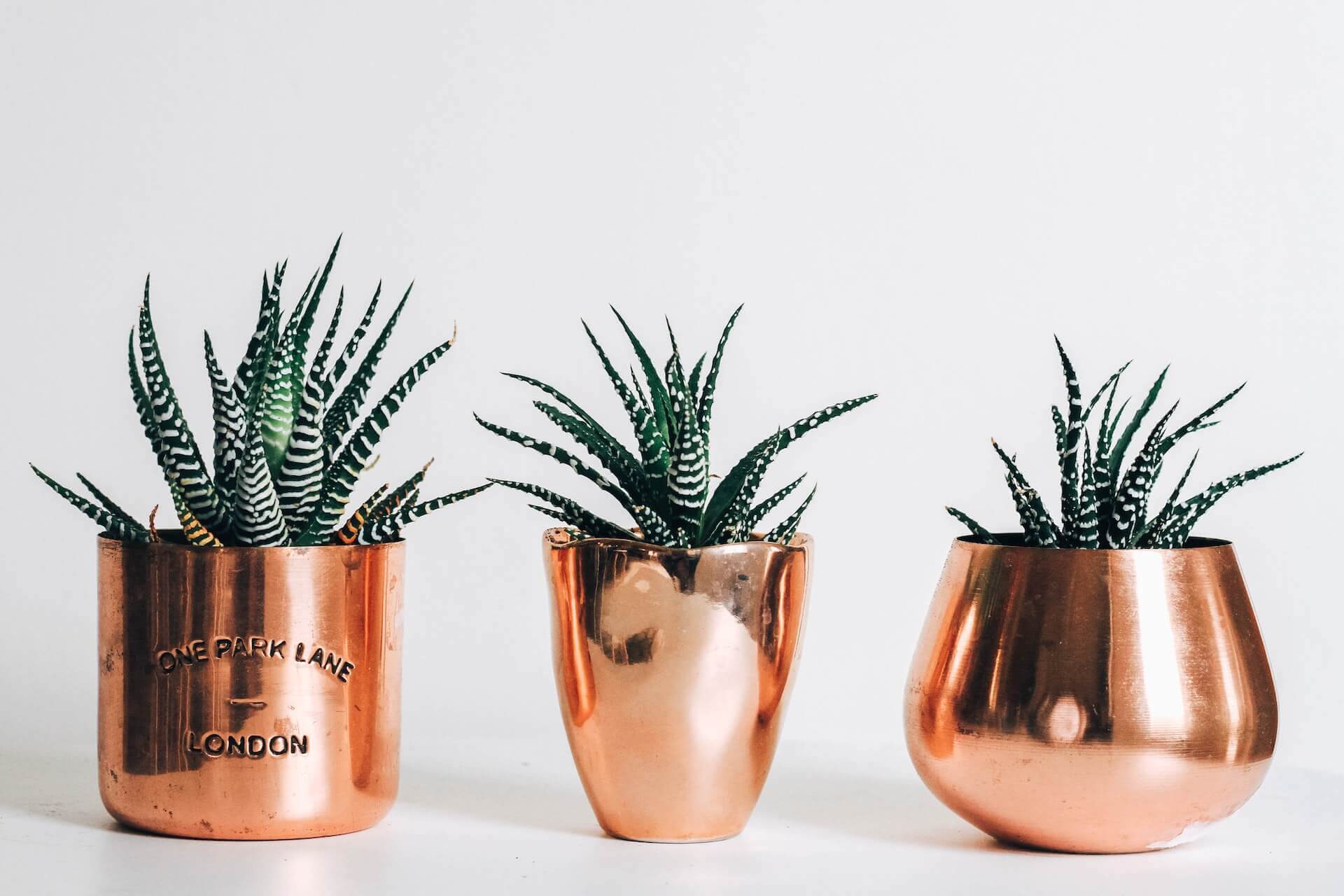 Selling Plants On Etsy in 2024 (6 Simple Steps!)