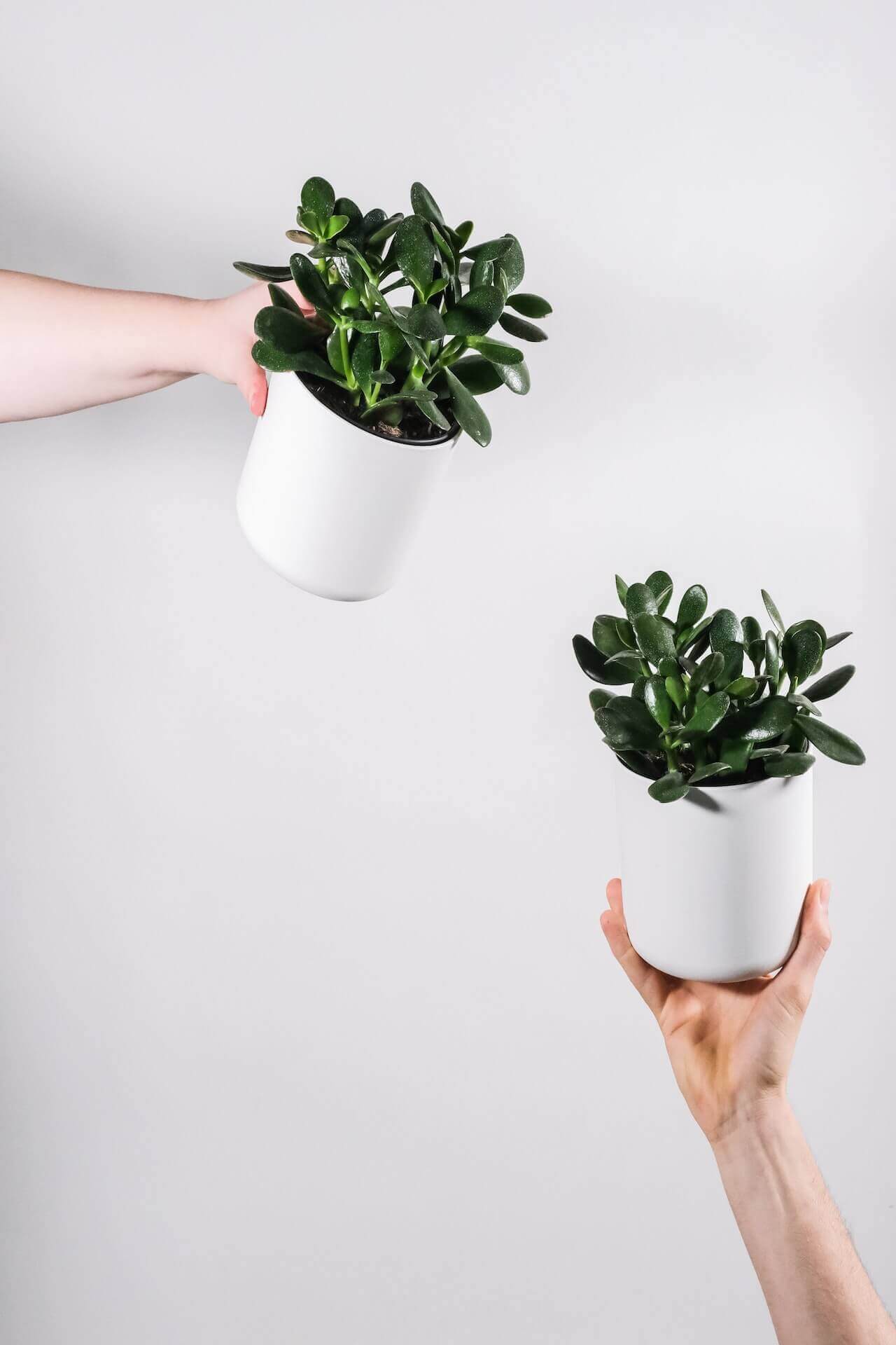 Selling Plants On Etsy in 2024 (6 Simple Steps!)